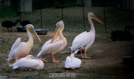 10月神奇动物爆料视频,神秘生物齐聚，奇幻世界再掀热潮